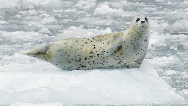 An adult female harbor seal rests on an iceberg in Glacier Bay National Park