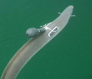 Eel tagged with tracking device