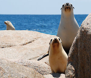 A curious Australian sea lion mother and pup.