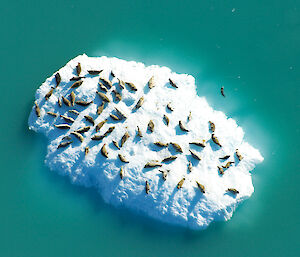 Aerial shot of harbor seals on an iceberg in Glacier Bay National Park.