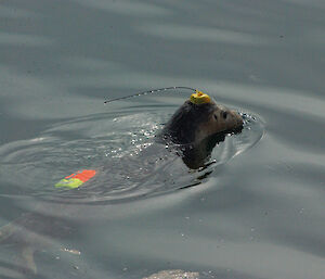 A harbor seal with a VHF tag on its head and a time-depth recorder on its back