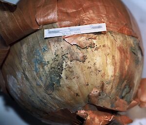 An onion contaminated with mould.