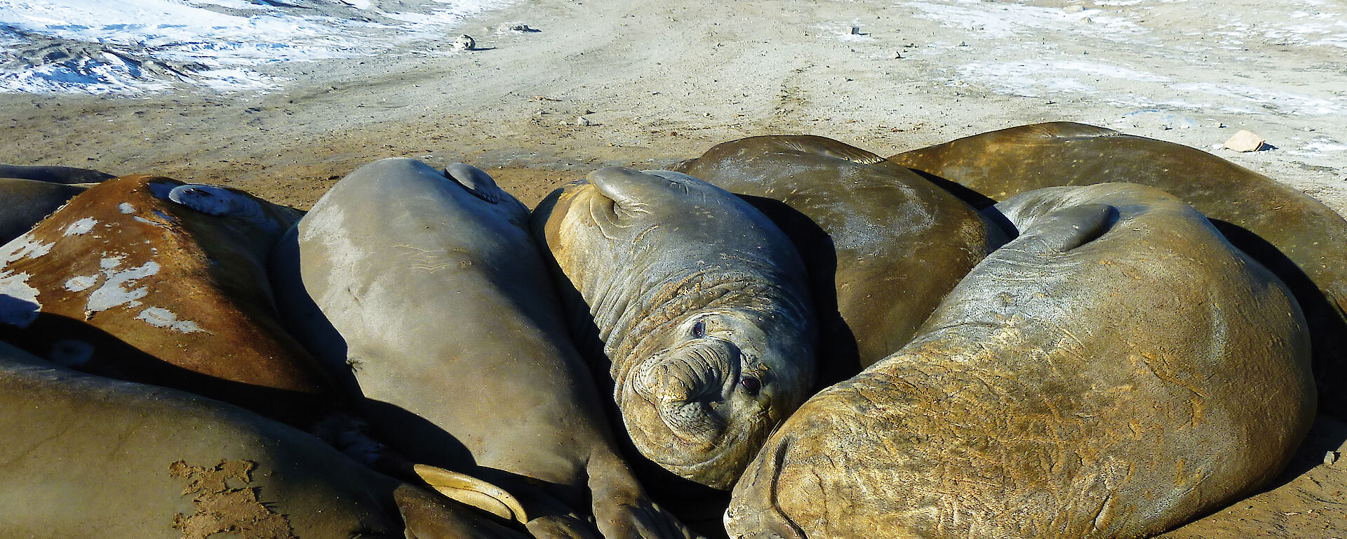 Elephant seals at Davis