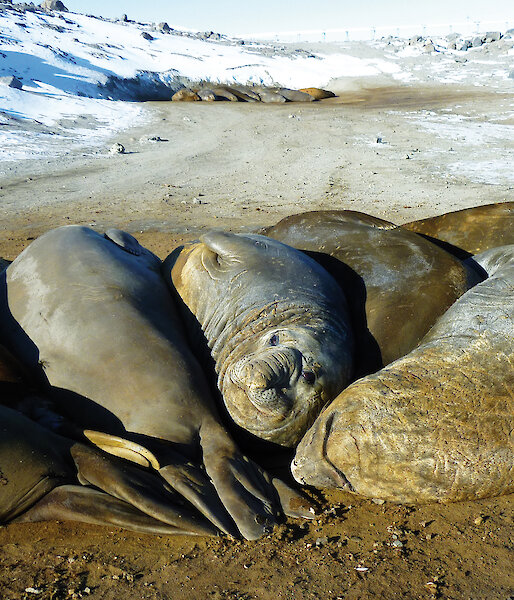 Elephant seals at Davis