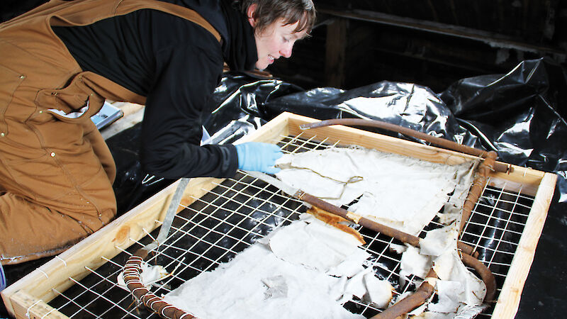 Materials Conservator Antonia Ross, from the Mawson’s Huts Foundation, prepares the air tractor tail for shipping back to Australia