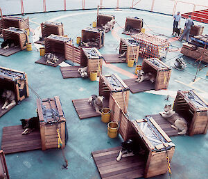 Adult huskies on the deck of the Aurora Australis during their return from Mawson in 1992