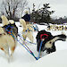 Misty pulling a sledge with other huskies at the Voyager Outward Bound School in 2001.