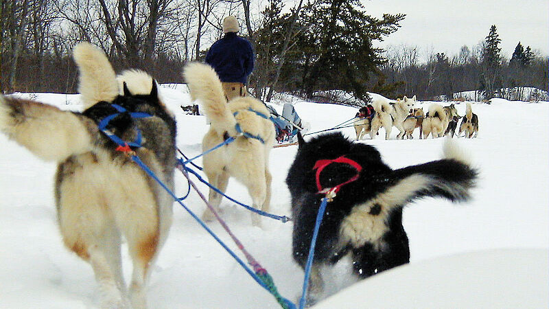 Misty pulling a sledge with other huskies at the Voyager Outward Bound School in 2001.