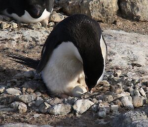 Adelie penguin on nest with two eggs
