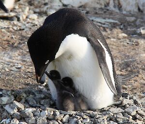 Adelie penguin on nest with two chicks
