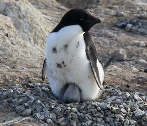 Chick trying to get into warmth of parent’s belly area