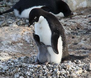 Chick attempting to reach up to parent — probably looking for a feed