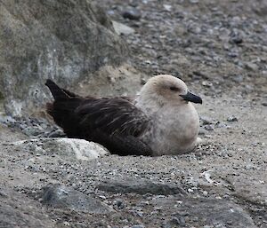 An Antarctic Skua on its nest close to the penguin colony