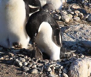 Adelie nest with new chicks