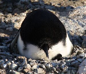 Chick with its head poking out from under the parent’s rear