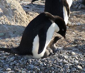 Adelie penguin with two chicks