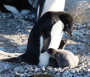 Adelie penguin with two larger chicks