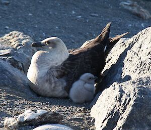 Antarctic skua and its chick