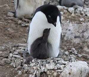 Nest A – The remaining Adelie chick soon becomes fat and ‘bottom heavy’