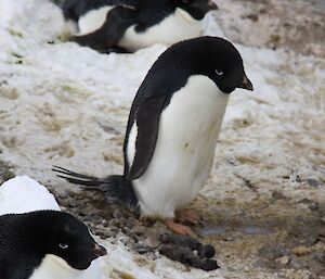 Nest B – The parent remains at the nest, but both chicks perished during the blizzard