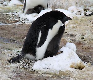 Nest D – Both chicks survived the blizzard for a while. One makes the most of the snow ladder to get to the parent