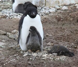 Nest D – A few days after the blizzard, one chick has perished at the nest