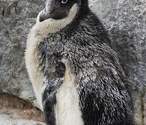 The infamous Pooguin — a penguin covered in penguin poo