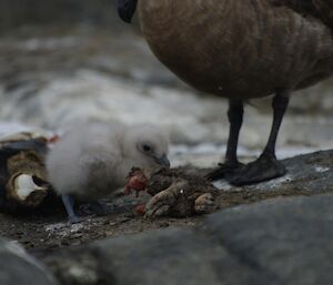 Skua chick feeding on dead penguin remains