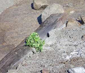 A small plastic plant starts the garden