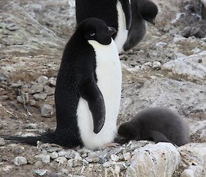 Adelie penguin chick sleeping