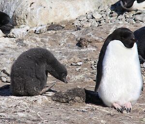 Chick from nest ‘D’ — the feet look disproportionately big at this stage