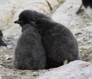 Three Adelie chicks snuggle up together for warmth
