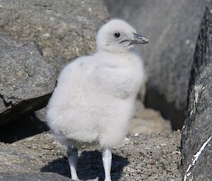 Skua chick standing on legs that look too big for the body size