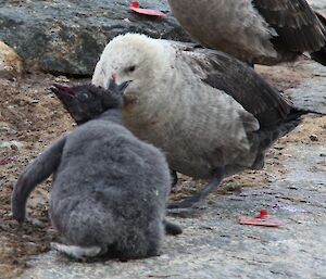 A Skua attacks a penguin chick