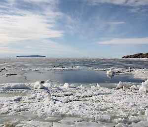 View from Beche of the penguins on the ice floes from the disappearing sea ice