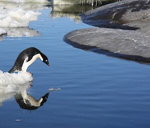 Adelie leaning over edge of ice floe and reflected in the water