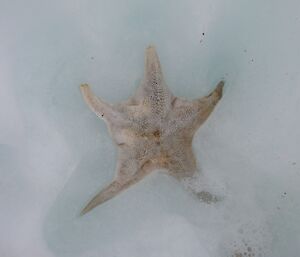 A big star fish found in melting sea-ice
