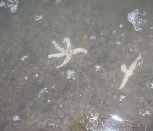 Other assorted-sized star fish crawling over the sea floor