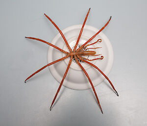 An Antarctic Sea Spider