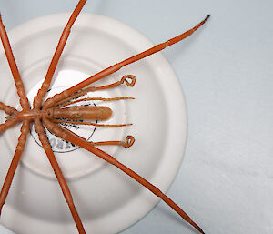 An Antarctic Sea Spider up close