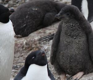 An Adelie chick with its parents