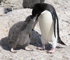 An Adelie chick being fed by its parent