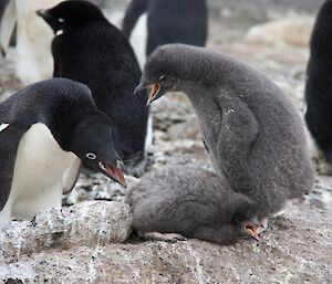 Two chicks learning how to creche