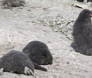 Chicks bask in the sun and pant to keep cool