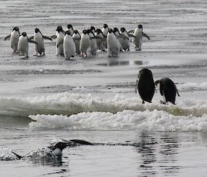 Several Adelie penguins swimming and on the adjacent sea ice