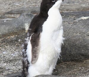 An immature Adelie sub-adult penguin moulting
