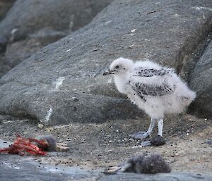 A skua chick on ungainly looking legs and with the adult plumage beginning to show through the down