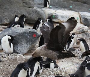 A skua swoops low over the colony looking for prey