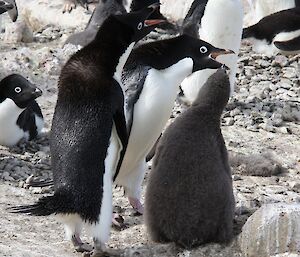 Nest A – Much excitement for the chick when the parents return