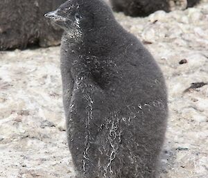 Nest C — The chick is liberally smeared with penguin poo